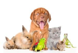 Ocean County NJ Divorce Lawyer