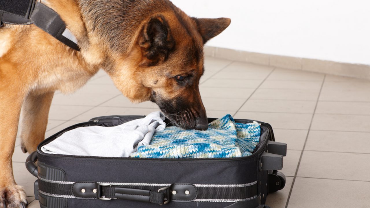 drug dog