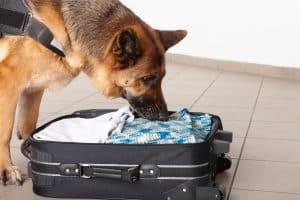 Drug Crimes and Drug Sniffing Dogs Ocean and Monmouth County Attorneys